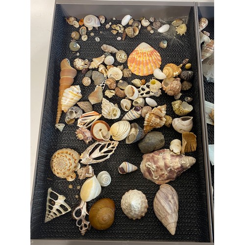 279 - Large Collection of Mostly Shells to Include Some Taxidermy Etc. Trays NOT included.