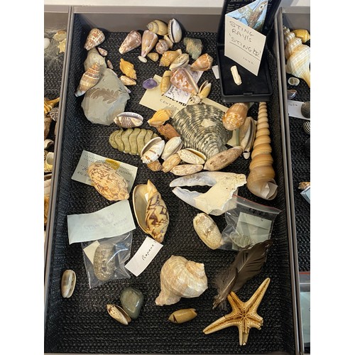 279 - Large Collection of Mostly Shells to Include Some Taxidermy Etc. Trays NOT included.