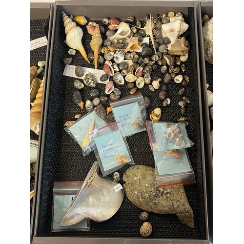 279 - Large Collection of Mostly Shells to Include Some Taxidermy Etc. Trays NOT included.