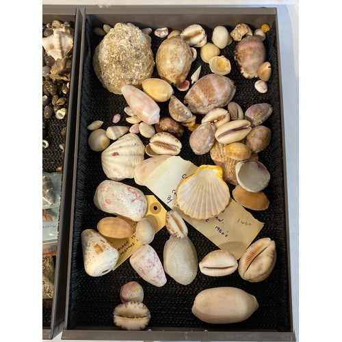 279 - Large Collection of Mostly Shells to Include Some Taxidermy Etc. Trays NOT included.