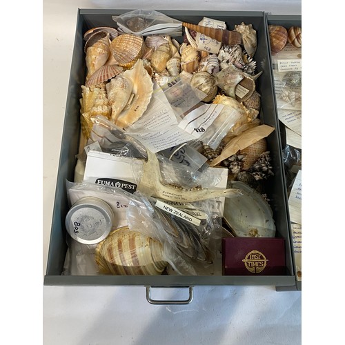 281 - A Very Large Extensive Collection of Mostly Shells and Samples to Include Some Taxidermy Etc. (Trays... 