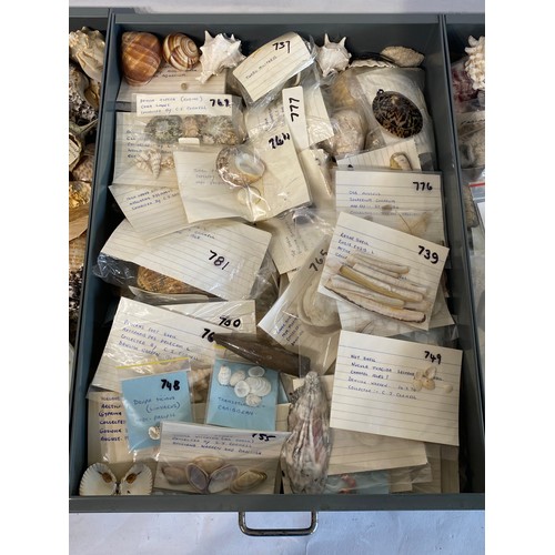 281 - A Very Large Extensive Collection of Mostly Shells and Samples to Include Some Taxidermy Etc. (Trays... 