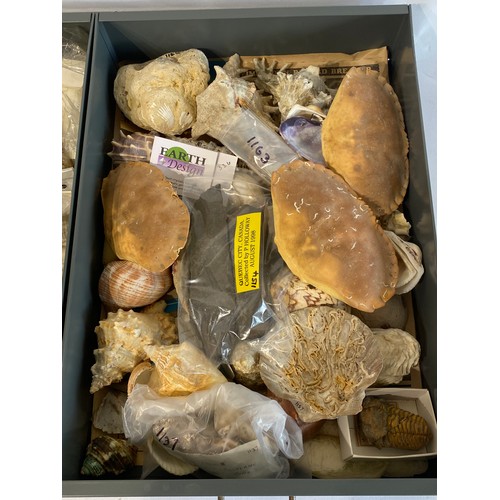 281 - A Very Large Extensive Collection of Mostly Shells and Samples to Include Some Taxidermy Etc. (Trays... 