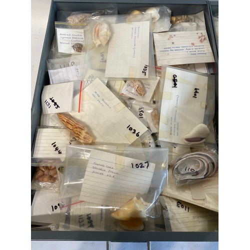 281 - A Very Large Extensive Collection of Mostly Shells and Samples to Include Some Taxidermy Etc. (Trays... 