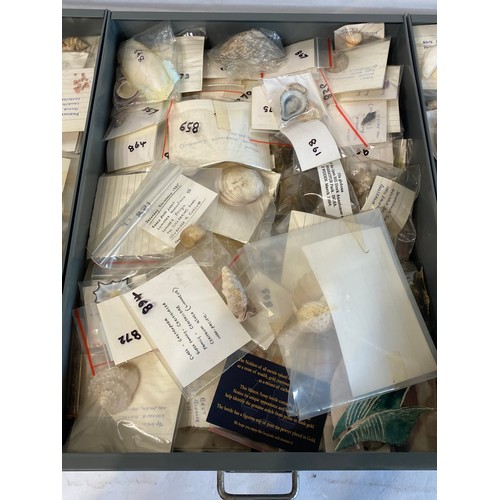 281 - A Very Large Extensive Collection of Mostly Shells and Samples to Include Some Taxidermy Etc. (Trays... 