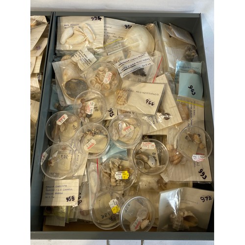 281 - A Very Large Extensive Collection of Mostly Shells and Samples to Include Some Taxidermy Etc. (Trays... 