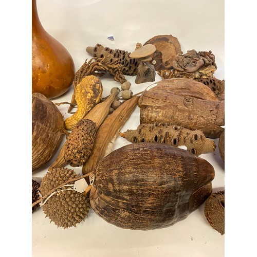 389 - A Quantity of Natural History, Tree, Gourd and Wood and Seed Examples Etc