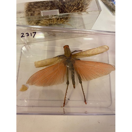 390 - Collection of Natural History Insects, Taxidermy, Minerals, Shell Examples to Include Hedgehog Skin,... 