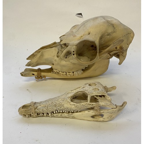 394 - WITHDRAWN Taxidermy Female Red Deer Skull Along With a Small Crocodile Skull . Largest 25cm x 15cm x... 