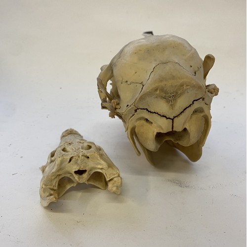 394 - WITHDRAWN Taxidermy Female Red Deer Skull Along With a Small Crocodile Skull . Largest 25cm x 15cm x... 