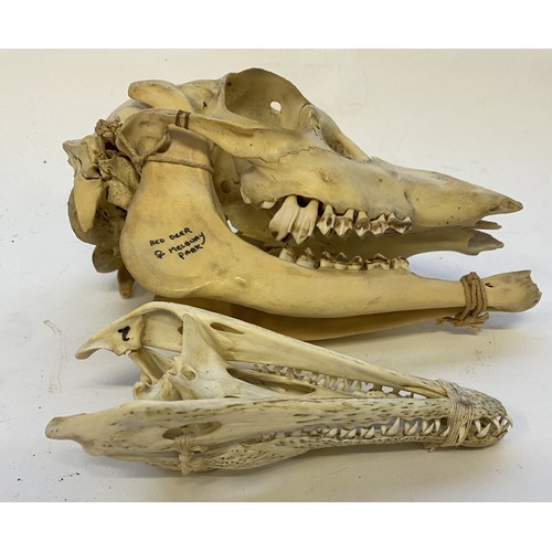 394 - WITHDRAWN Taxidermy Female Red Deer Skull Along With a Small Crocodile Skull . Largest 25cm x 15cm x... 