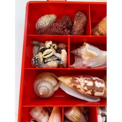 395 - Tray of Assorted Shell Examples. No. 2611