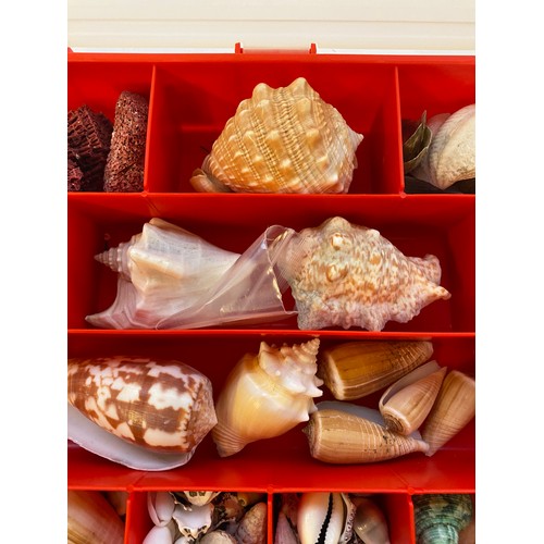 395 - Tray of Assorted Shell Examples. No. 2611