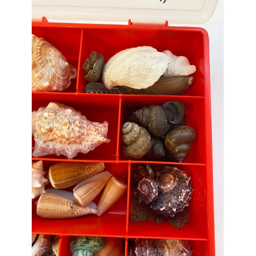 395 - Tray of Assorted Shell Examples. No. 2611