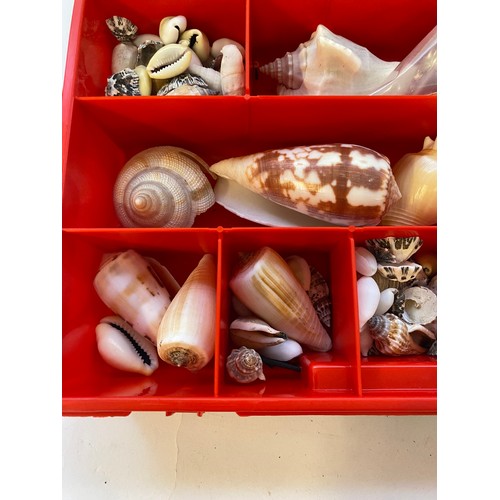 395 - Tray of Assorted Shell Examples. No. 2611