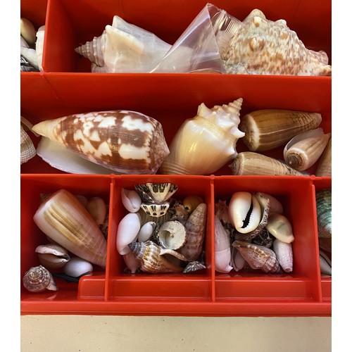 395 - Tray of Assorted Shell Examples. No. 2611