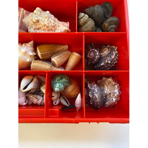 395 - Tray of Assorted Shell Examples. No. 2611