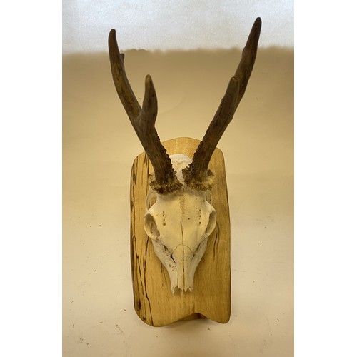 398 - Taxidermy Deer Antlers and Skull on Wooden Mount. 41cm Height