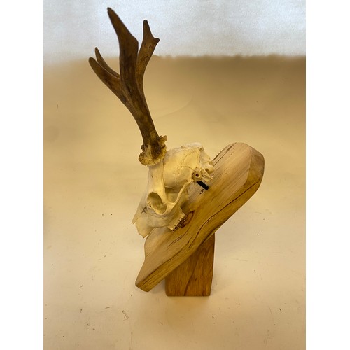 398 - Taxidermy Deer Antlers and Skull on Wooden Mount. 41cm Height