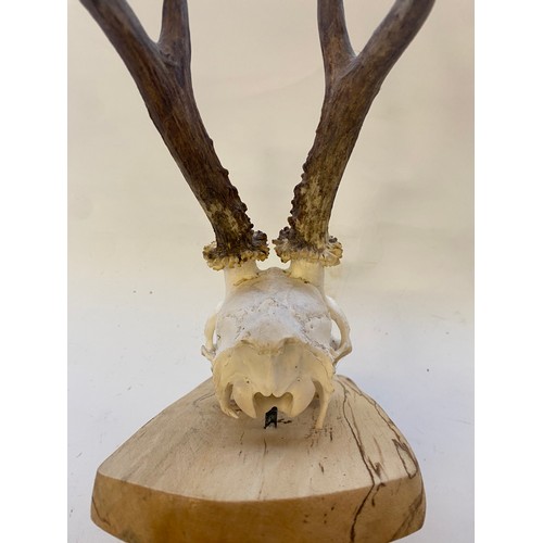 398 - Taxidermy Deer Antlers and Skull on Wooden Mount. 41cm Height