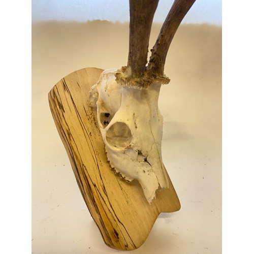 398 - Taxidermy Deer Antlers and Skull on Wooden Mount. 41cm Height