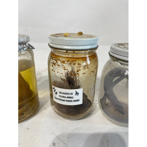 290 - Collection of Wet Specimens to Include 282, 292, 265, 268 Etc.