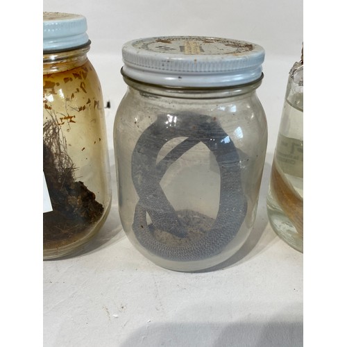 290 - Collection of Wet Specimens to Include 282, 292, 265, 268 Etc.