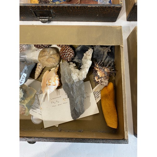 294 - Animal Skin Cover Specimen Cabinet With 8 Drawers Containing Contents of  Natural History, Taxidermy... 