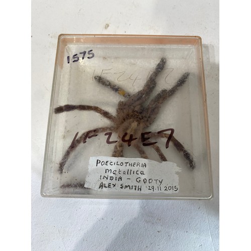 297 - Four Taxidermy Tarantula Specimens (4)