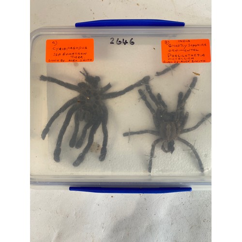 297 - Four Taxidermy Tarantula Specimens (4)