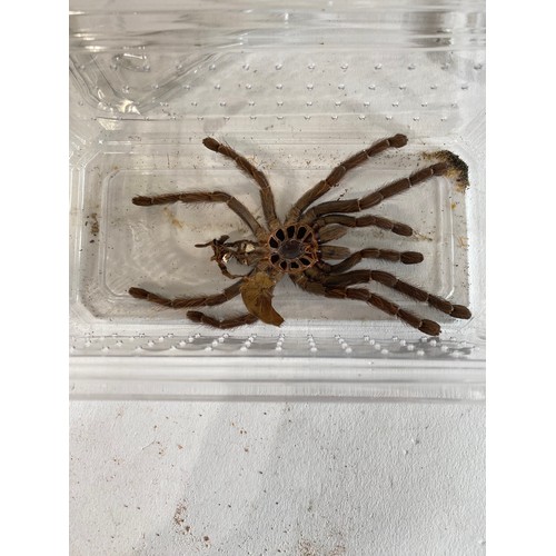 297 - Four Taxidermy Tarantula Specimens (4)