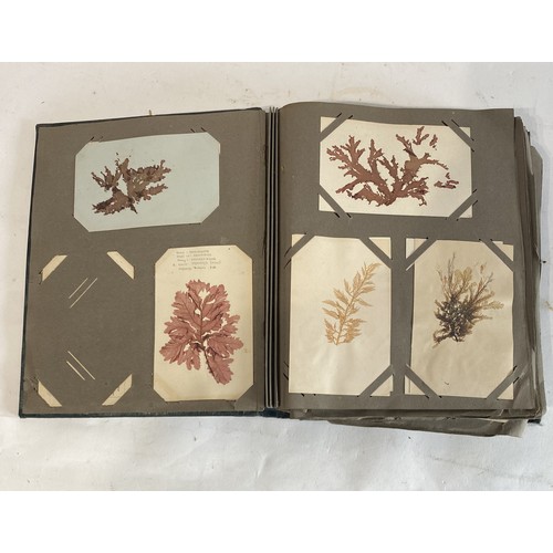 299 - A Postcard Book of Various Natural History Specimens and Examples to Include Seaweed Etc.