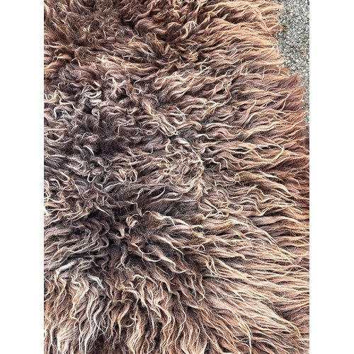 381 - North American Brown Bear Rug. 145 x 97 cms