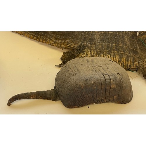 407 - Taxidermy Armadilo Along With A Reptile Skin 97 cms Long (2)