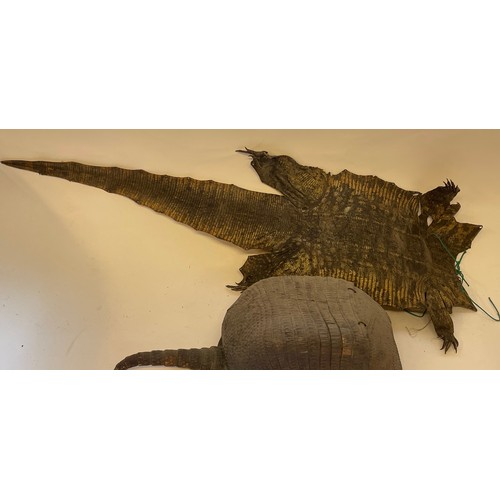 407 - Taxidermy Armadilo Along With A Reptile Skin 97 cms Long (2)