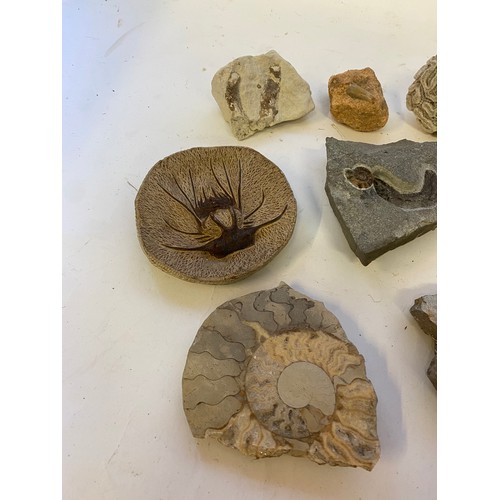 274 - Collection of Natural History Fossil Examples etc.