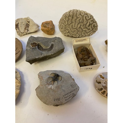 274 - Collection of Natural History Fossil Examples etc.