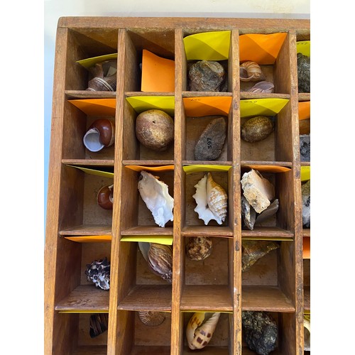 275 - Quantity of Natural History, Fossils and Shells in Tray