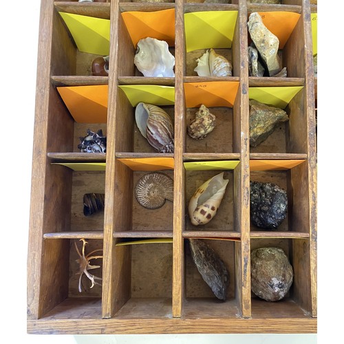 275 - Quantity of Natural History, Fossils and Shells in Tray