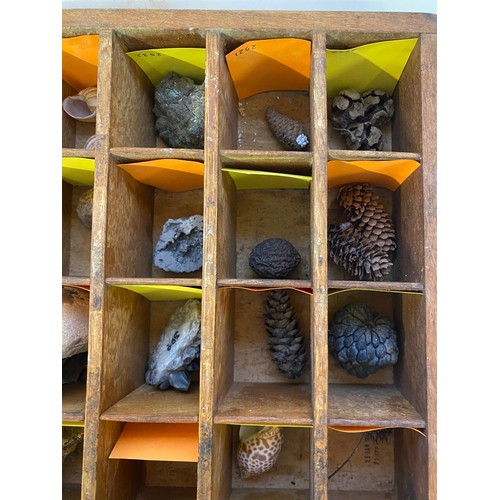 275 - Quantity of Natural History, Fossils and Shells in Tray