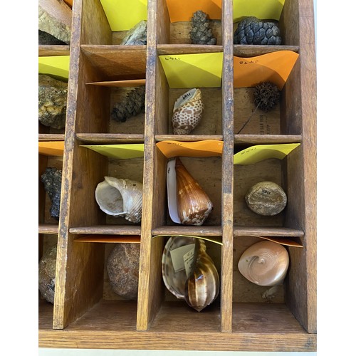 275 - Quantity of Natural History, Fossils and Shells in Tray