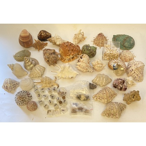 402 - Conchology A Quantity of Mostly Sea Shells and Natural History Mineral Examples Shells Etc.