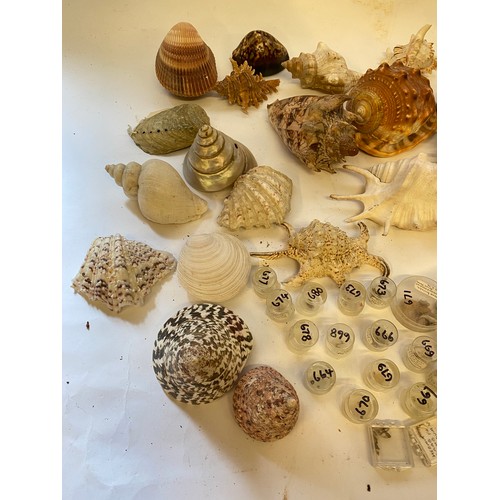 402 - Conchology A Quantity of Mostly Sea Shells and Natural History Mineral Examples Shells Etc.