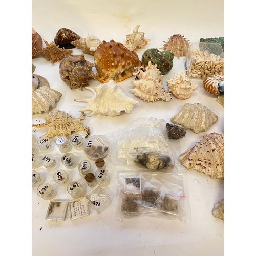 402 - Conchology A Quantity of Mostly Sea Shells and Natural History Mineral Examples Shells Etc.