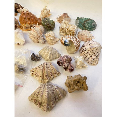 402 - Conchology A Quantity of Mostly Sea Shells and Natural History Mineral Examples Shells Etc.