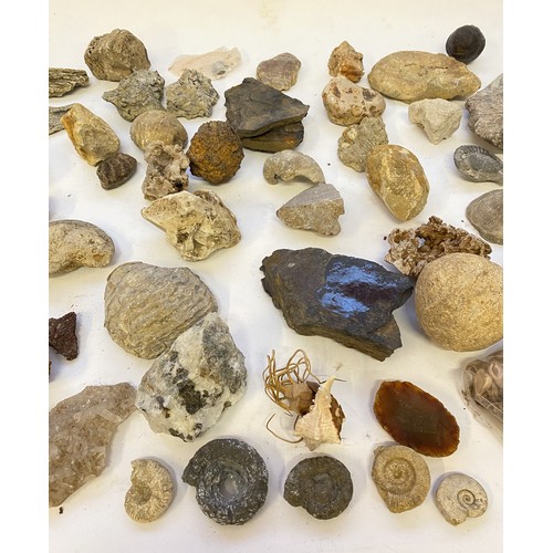 403 - A Quantity of Natural History Rocks, Minerals and Fossils