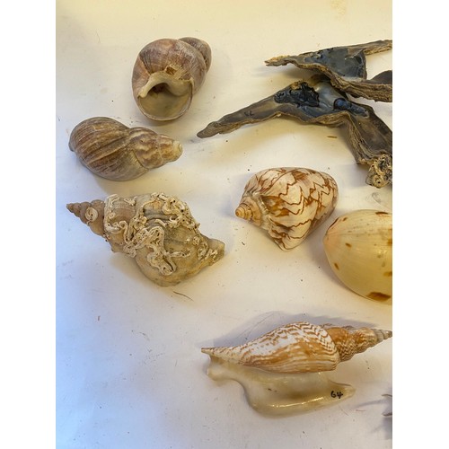 409 - A Case of World Sea Shells to Include Giant Snail, Venus Comb Etc.