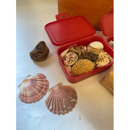 414 - Wooden Carry Box Containing a Quantity of Shells, Fossil and Natural History Examples Etc.