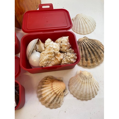 414 - Wooden Carry Box Containing a Quantity of Shells, Fossil and Natural History Examples Etc.