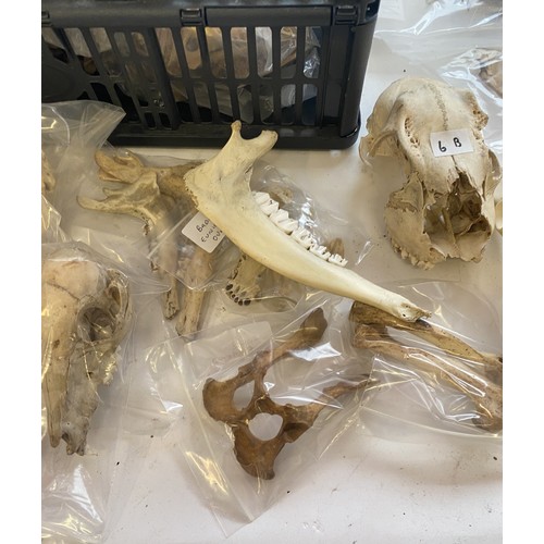 415 - Large Collection of Taxidermy Animal Skulls and Bones to Include Piglet Skull, Badger Bones, Antlers... 